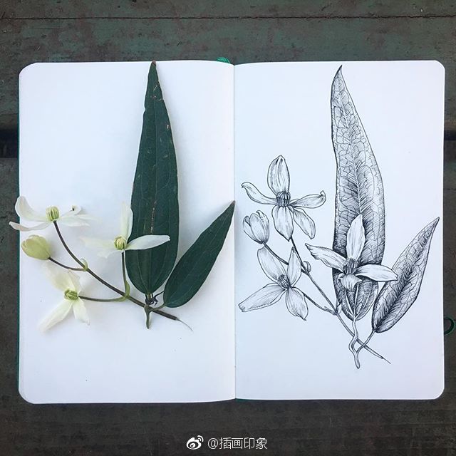 植物速写~【插画师：Courtney Roth】