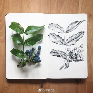 植物速写~【插画师：Courtney Roth】