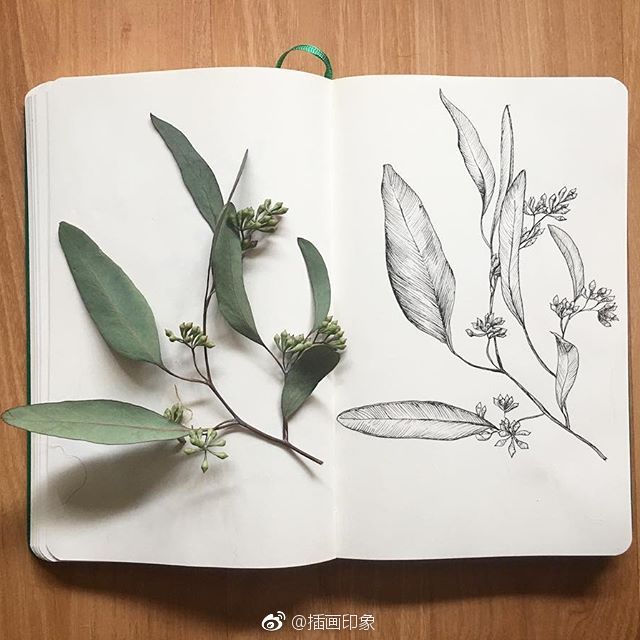 植物速写~【插画师：Courtney Roth】