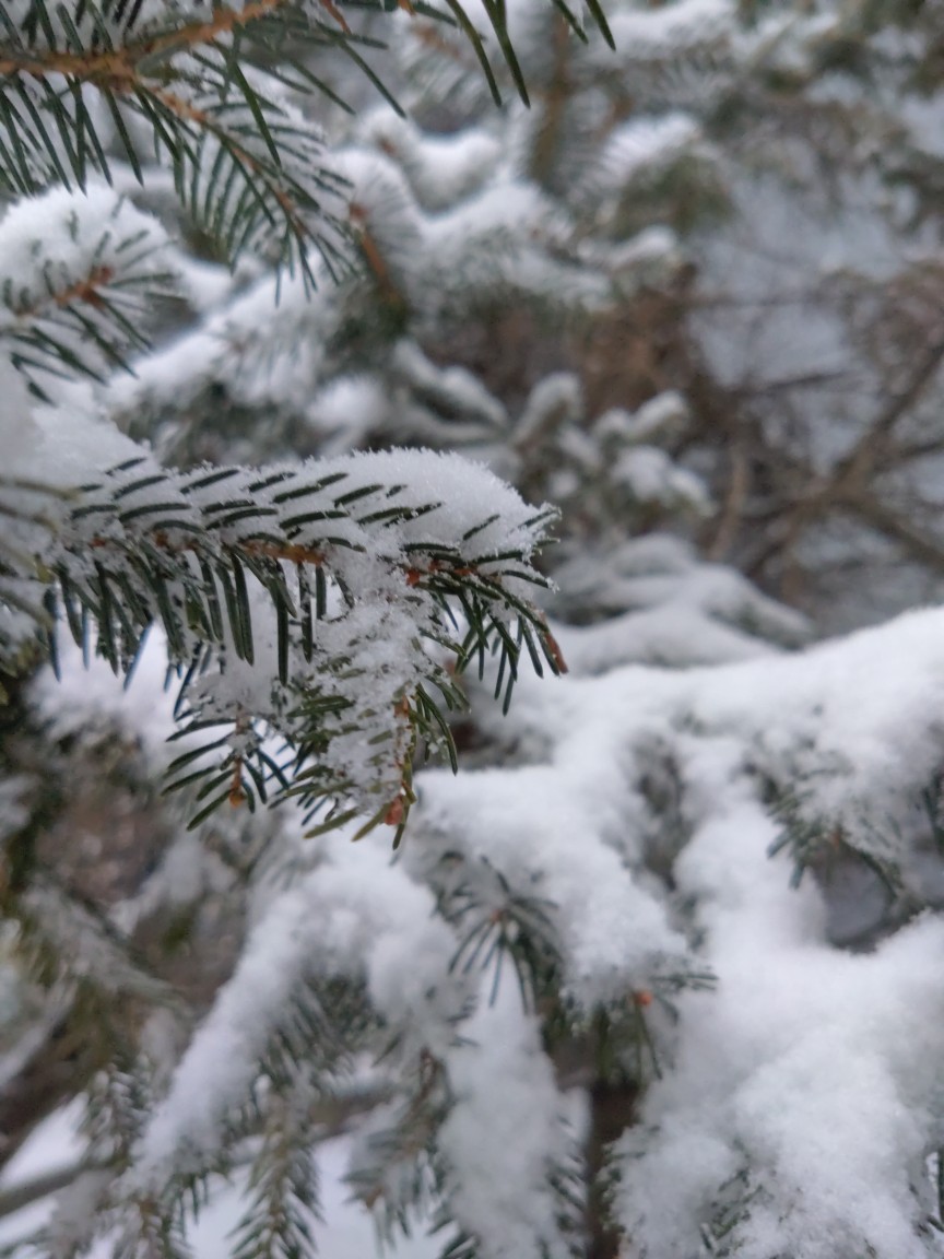 雪松