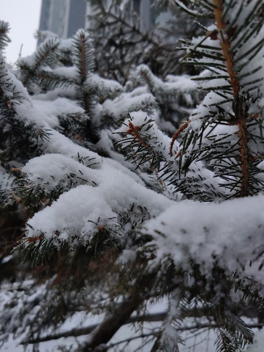 雪松