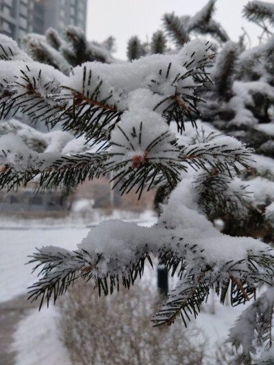 雪松