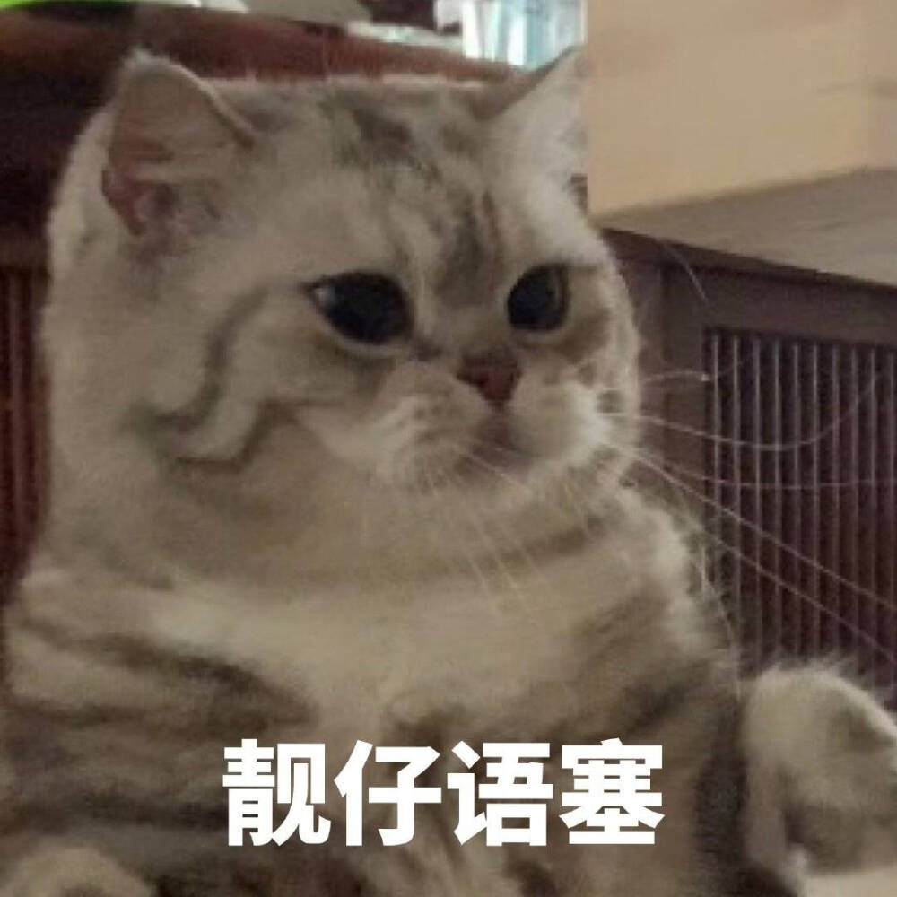 猫咪表情包