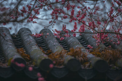 《咏梅》曾向东风借暖吹，半生风寒半覆眉。一朝天地肃万物，唯此一枝意幽独。