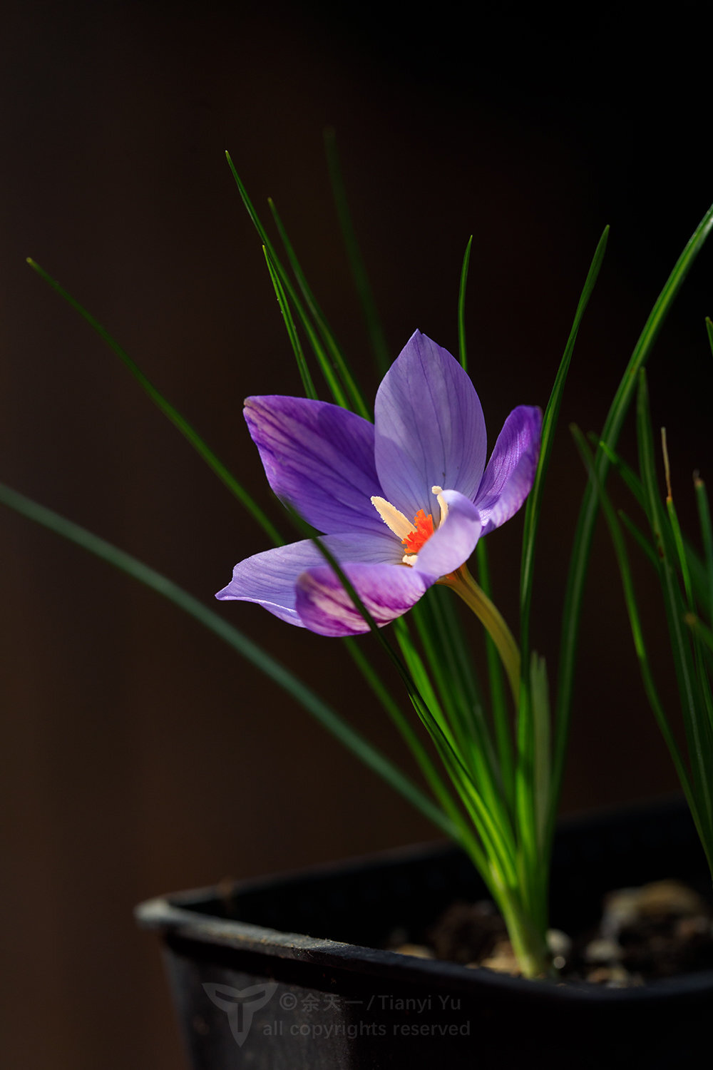 光滑番红花 Crocus laevigatus 'Fontenayi' 秋花番红花里花期最晚的一个，也是花期最持久的一个，不同个体的花期可以一直持续到春季。仙气十足