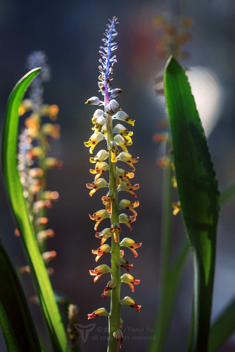 多变立金花 Lachenalia mutabilis