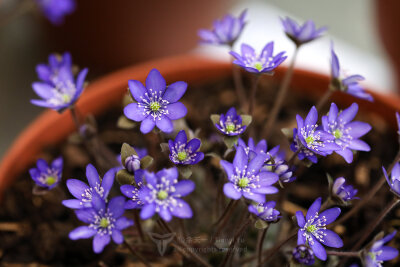 欧洲獐耳细辛Hepatica nobilis