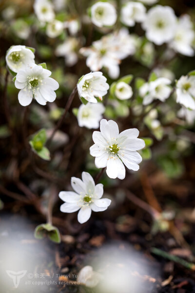 欧洲獐耳细辛Hepatica nobilis