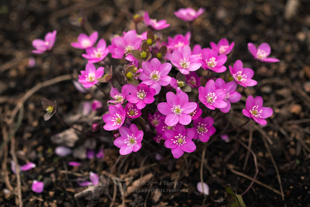 欧洲獐耳细辛Hepatica nobilis