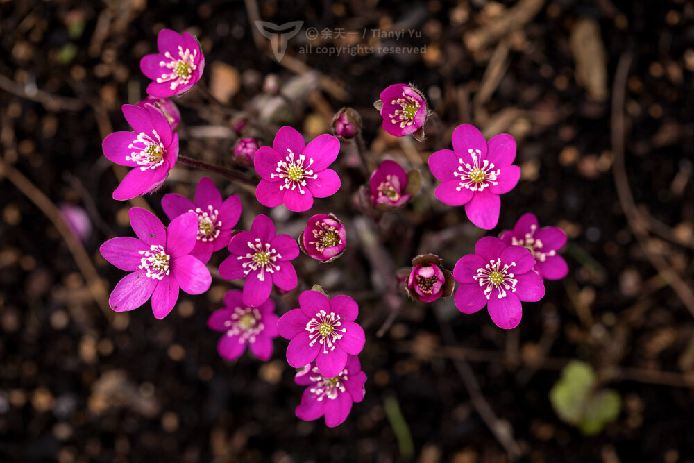 欧洲獐耳细辛Hepatica nobilis