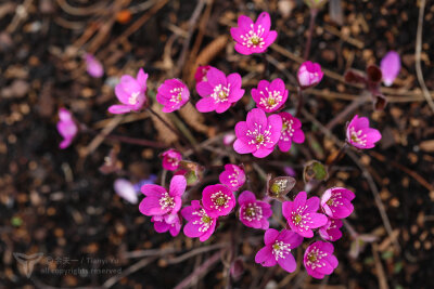 欧洲獐耳细辛Hepatica nobilis