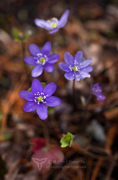 欧洲獐耳细辛Hepatica nobilis