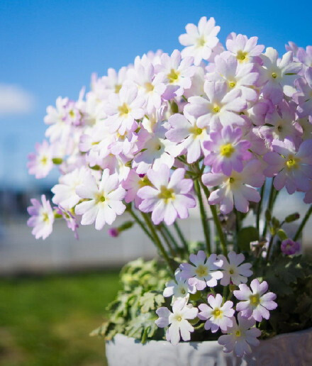 报春花