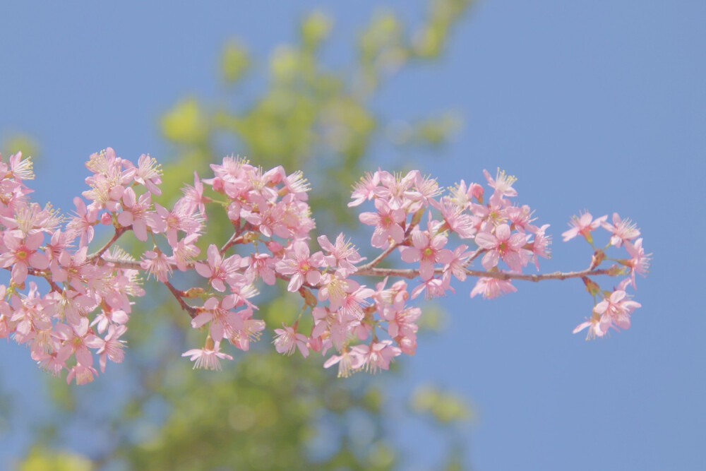 樱花