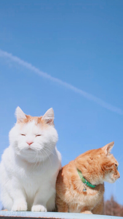 头像 背景图 壁纸 宠物 猫咪 橘猫 天空 蓝色