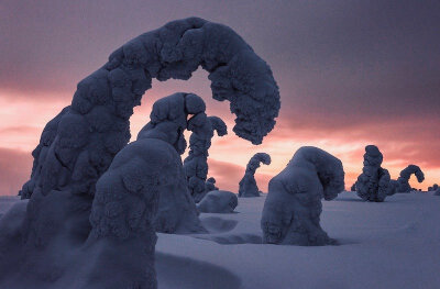 雪中的森林