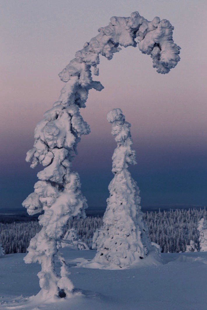 雪中的森林