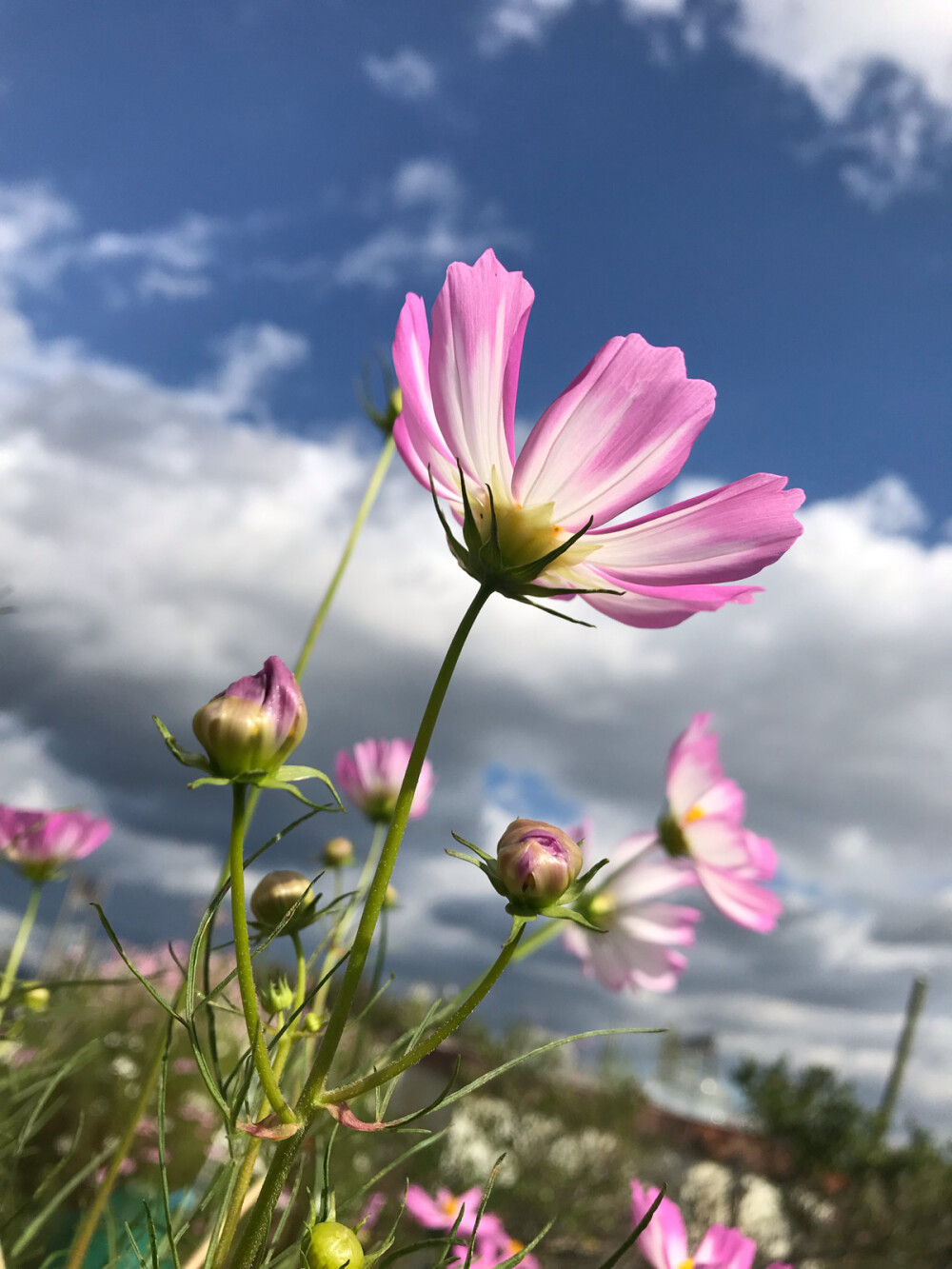 波斯菊