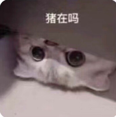 猫猫头