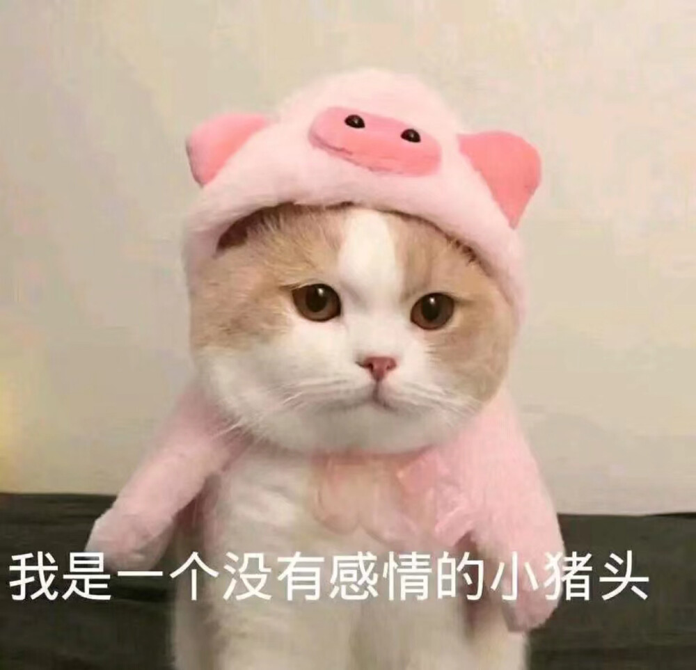 猫猫头