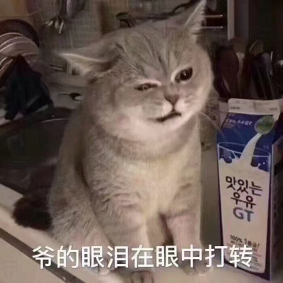 猫猫头