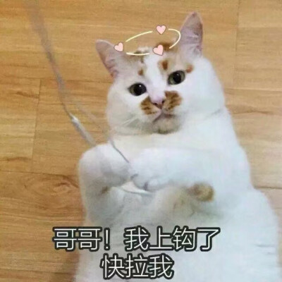 猫猫头