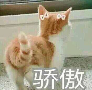 猫猫头