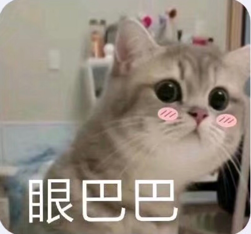 猫猫头