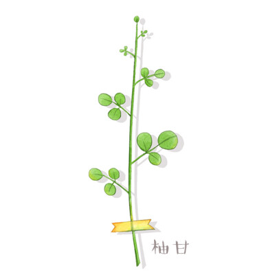 原创植物手绘～