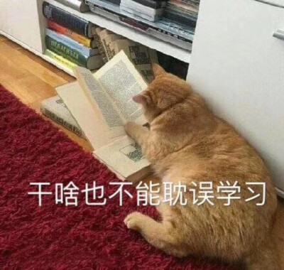 表情包