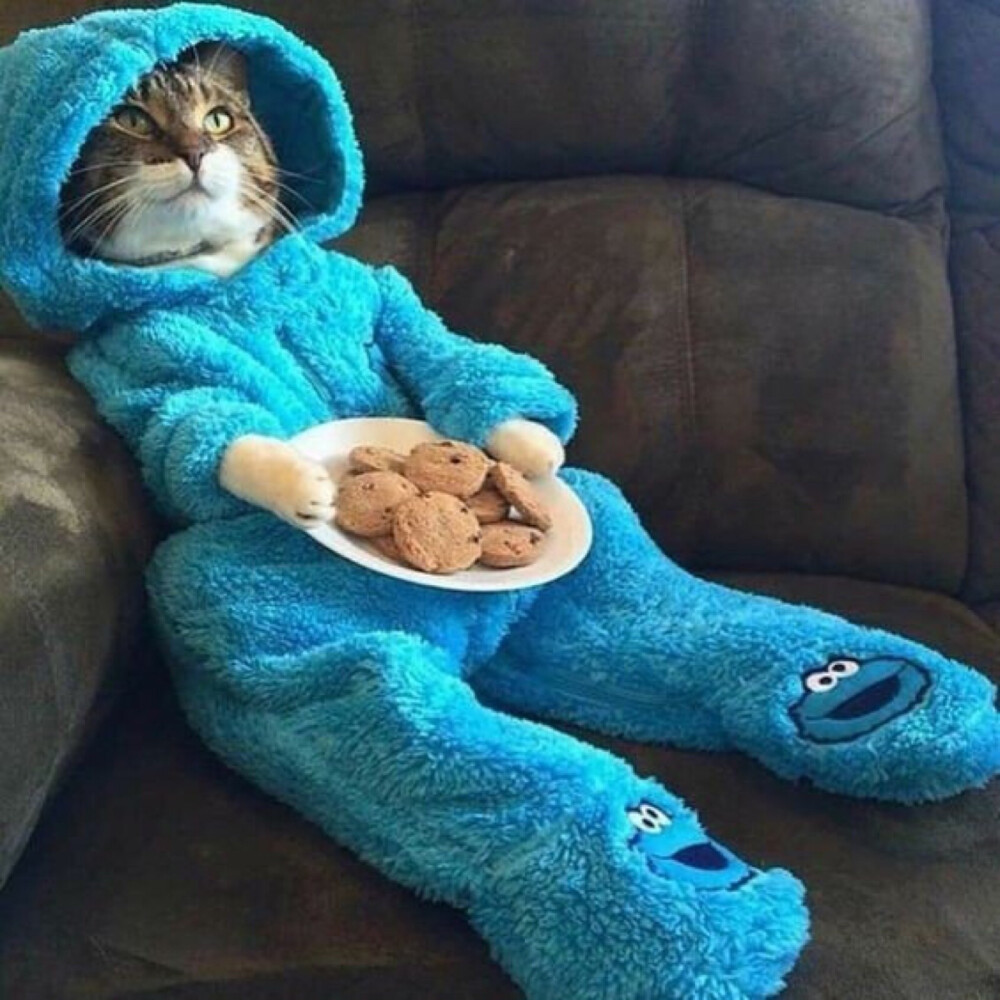 表情包 猫猫