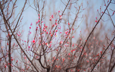 犹有花枝俏，待到山花烂漫时，她在丛中笑