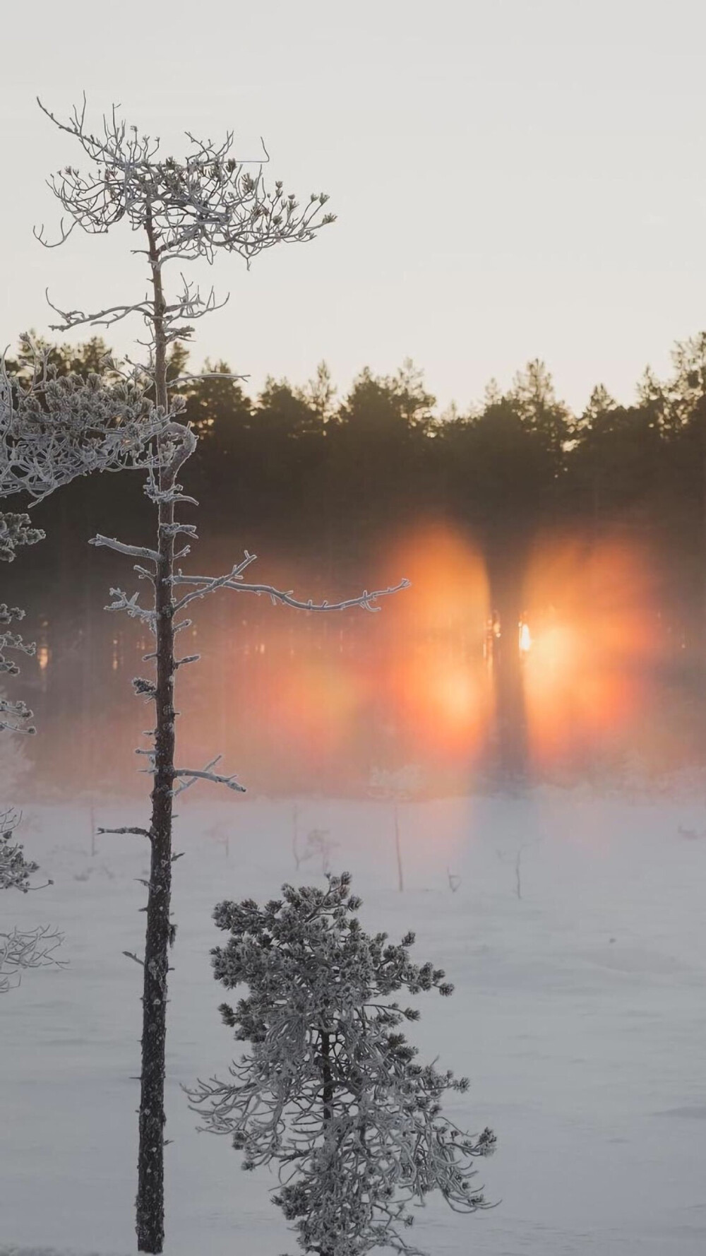 雪景壁纸