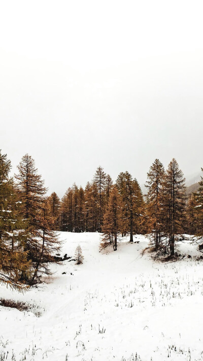 雪景壁纸