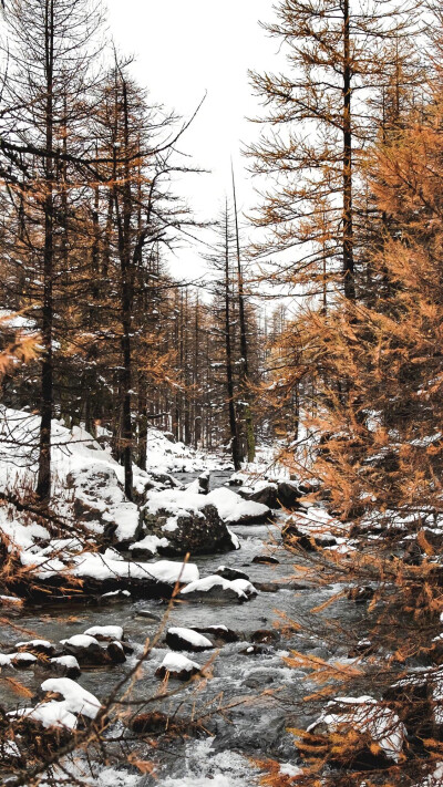 雪景壁纸