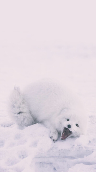 雪景壁纸