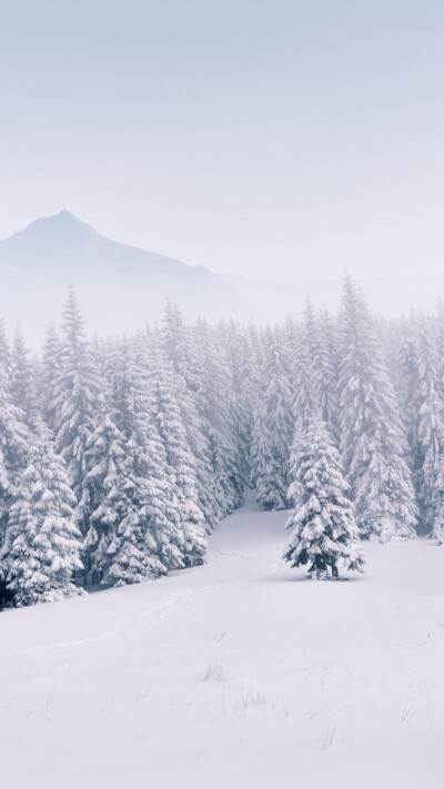 雪景壁纸