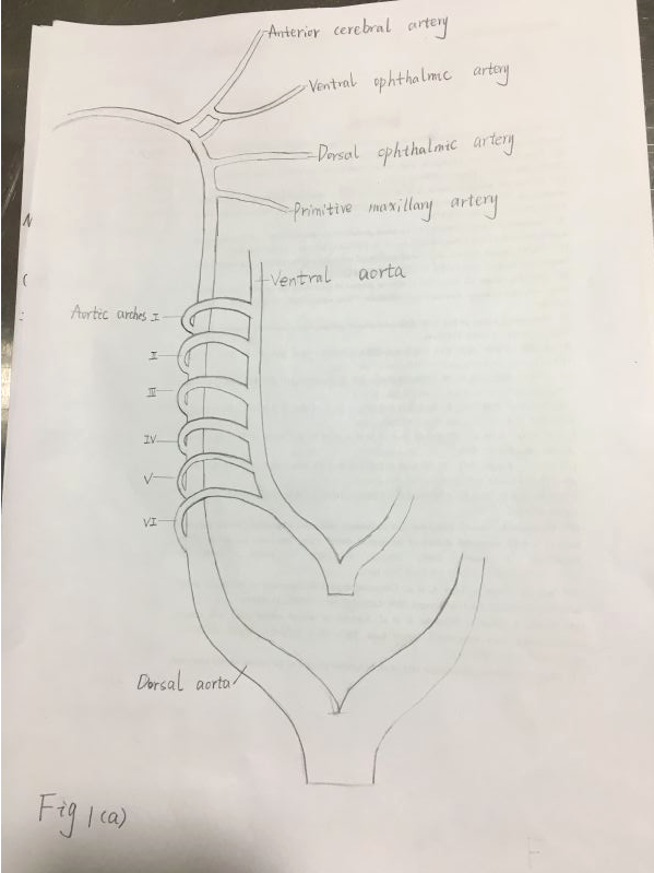 人类头颈部血管及眼球的胚胎发育 北京友谊医院科研作图杂志封面论文配图sci医学插画设计三维动画
sci论文配图学术期刊封面设计科研绘图医学插画
医学插画论文配图杂志sci封面设计科研绘图教程三维动画
医学动画论文配图杂志sci封面设计科研绘图教程三维动画
sci绘图论文配图3d科研绘图学术期刊封面设计医学插画
科研绘图邦图文化论文配图杂志封面设计医学插画
邦图文化科研绘图SCI画图学术杂志封面设计TOC示意图