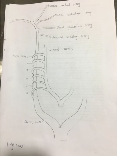 人类头颈部血管及眼球的胚胎发育 北京友谊医院科研作图杂志封面论文配图sci医学插画设计三维动画
sci论文配图学术期刊封面设计科研绘图医学插画
医学插画论文配图杂志sci封面设计科研绘图教程三维动画
医学动画论…