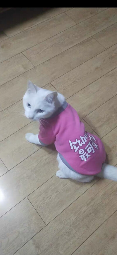 猫咪