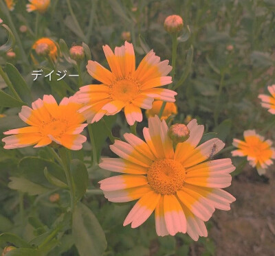 雏菊