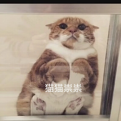 沙雕猫