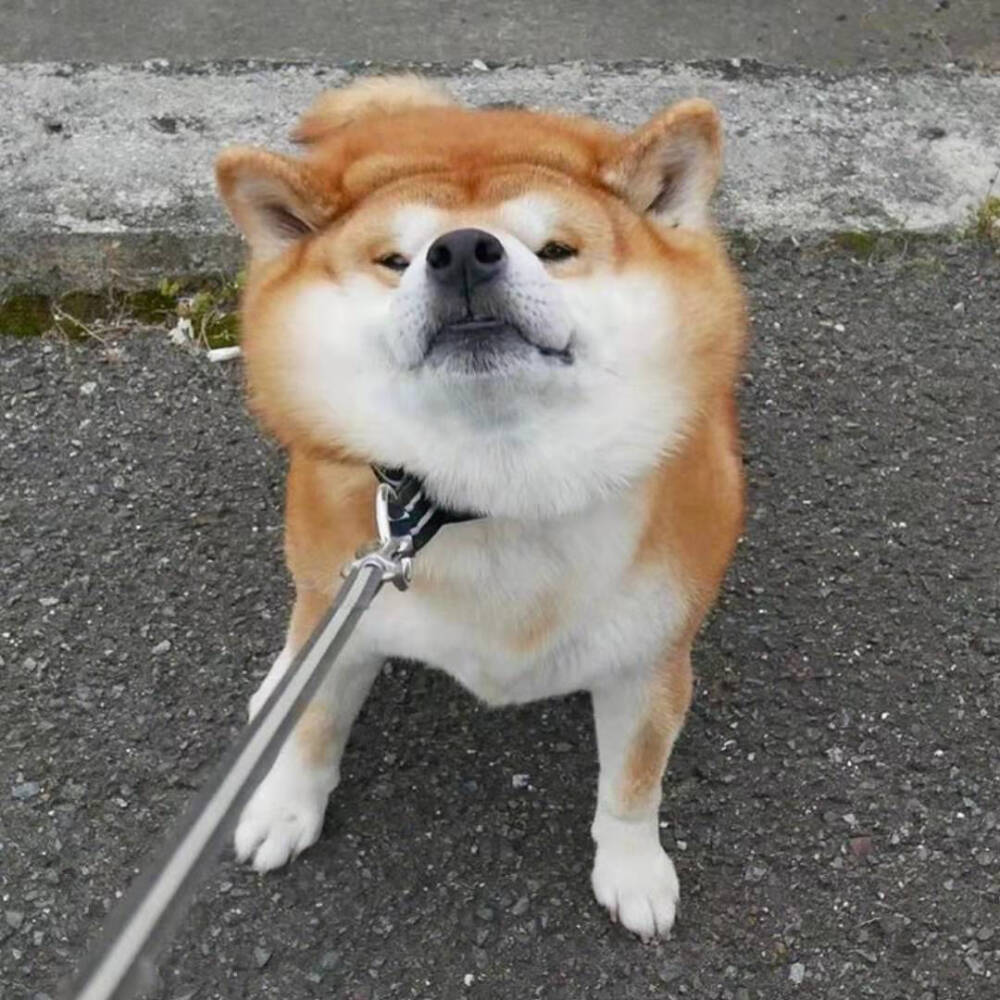 可爱小动物头像