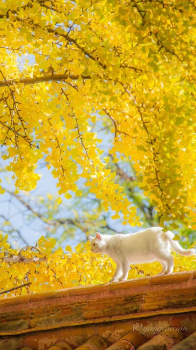 白猫与银杏树
取自微博:甜味儿壁纸
