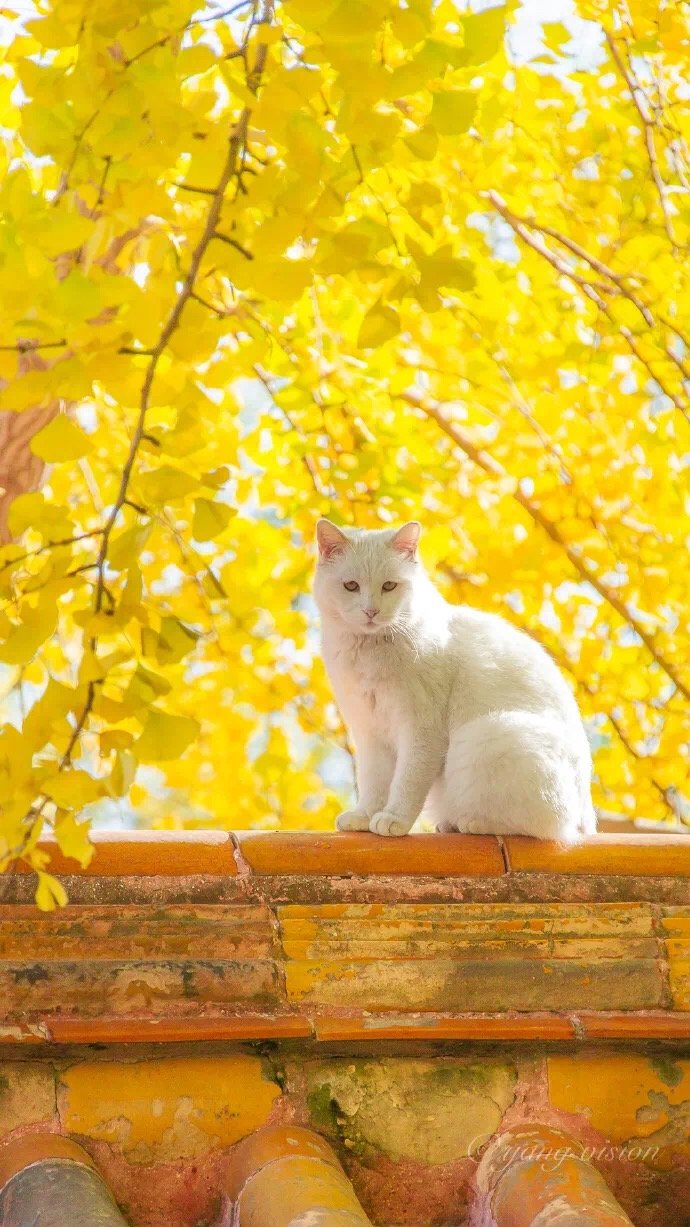 白猫与银杏树
取自微博:甜味儿壁纸