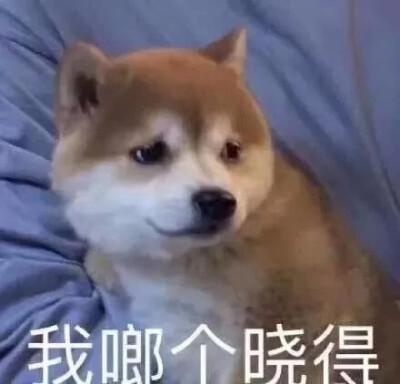 表情包合集