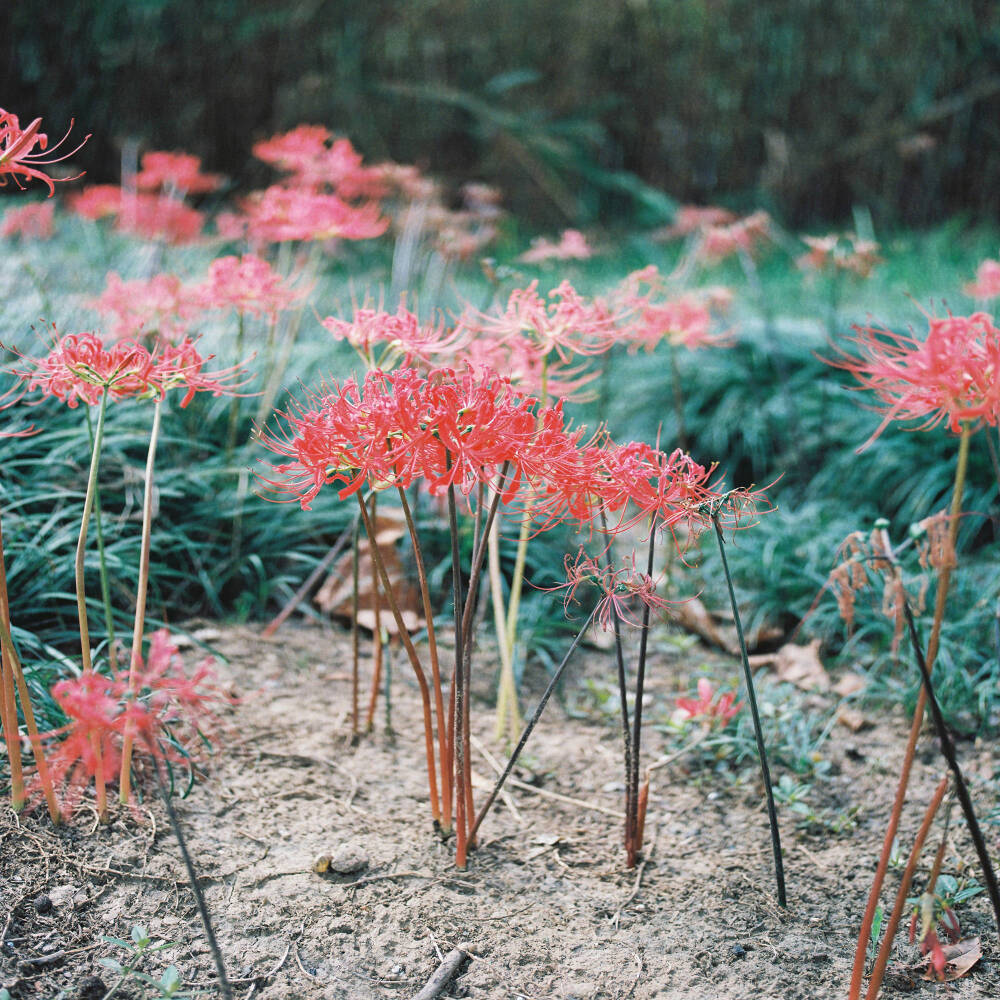 花的情意