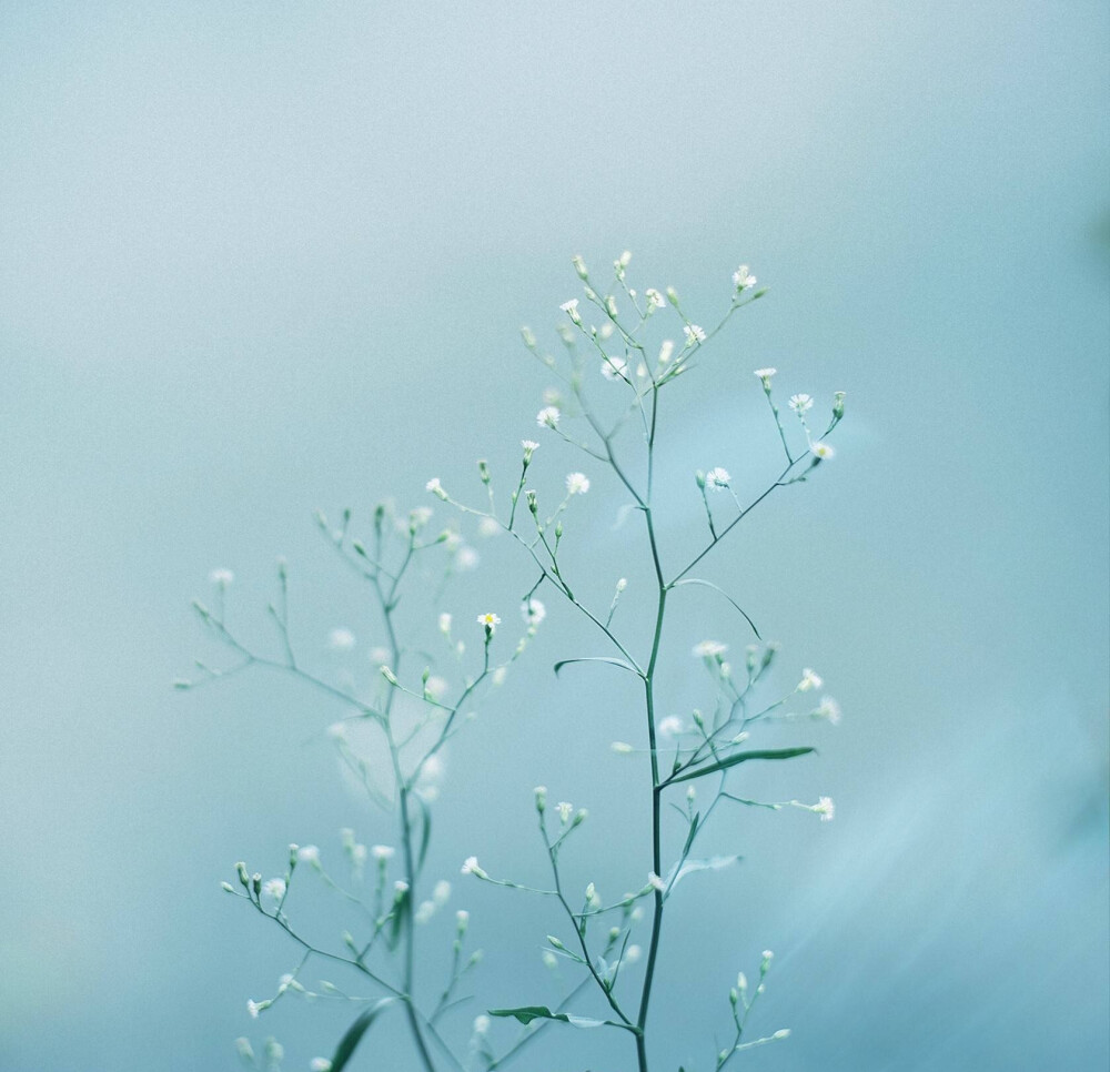 花的情意