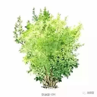 素材植物