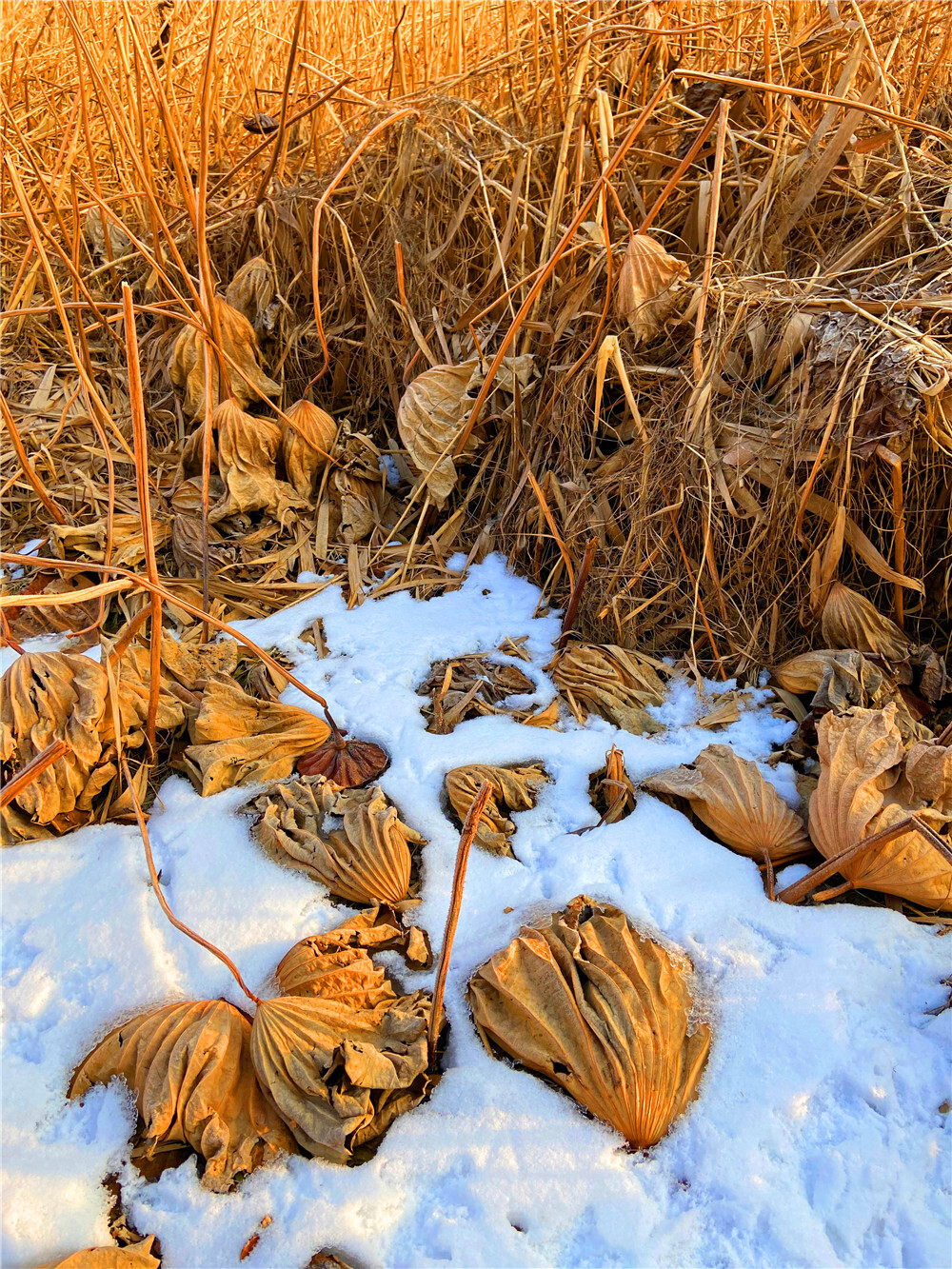 刘勇良手机 纪实摄影：雪地残荷